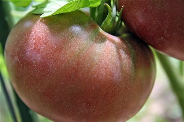 100 Cherokee Purple Tomato Seeds Rare Beautiful Heirloom black DELICIOUS Large