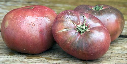 100 Cherokee Purple Tomato Seeds Rare Beautiful Heirloom black DELICIOUS Large