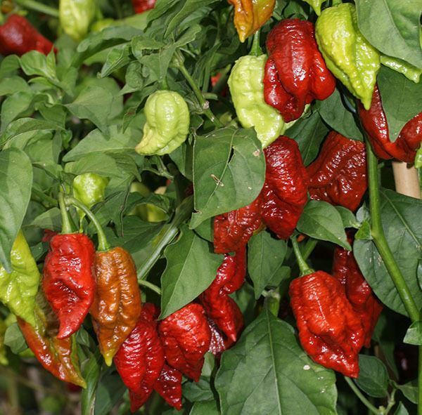 100 Chocolate Brown Bhutlah Seeds Fresh World Record Bhut Jolokia x Douglah HOT!