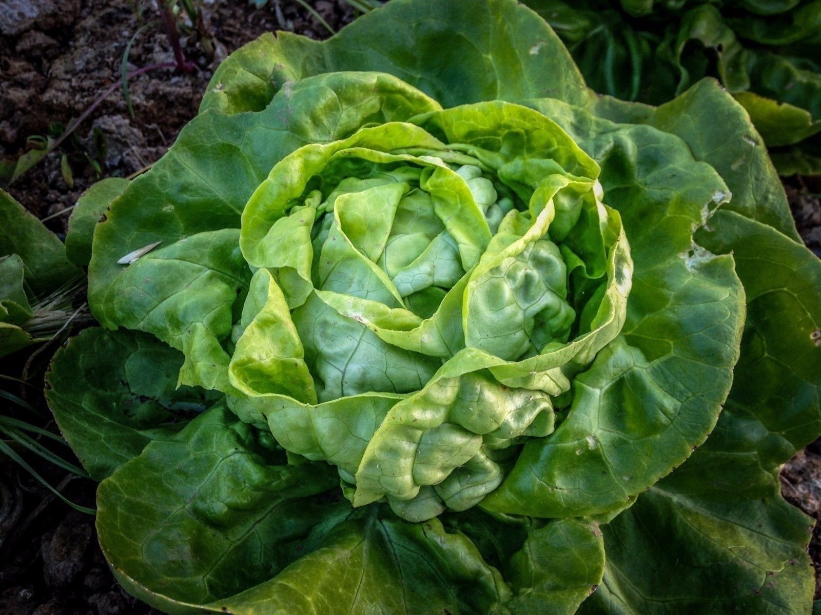 100 Seeds Buttercrunch Leaf LETTUCE Heirloom Butterhead tender Fall Spring Iron