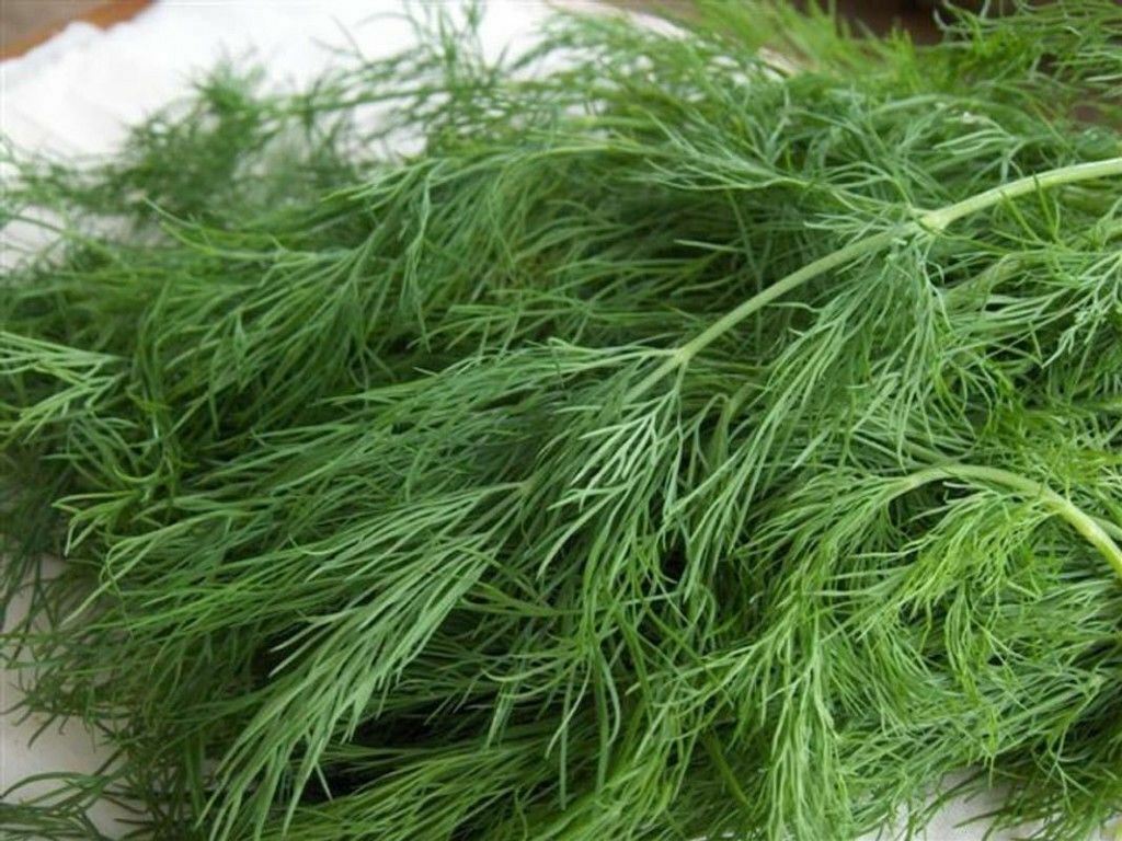 DILL Long Island Mammoth 100 - 500 - 2000 Seeds Fresh Fragrant Aroma healthy green Herbs
