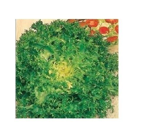 100 Seeds Green Curled Rufflec ENDIVE heirloom delicious tender vigorous leaves