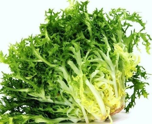 100 Seeds Green Curled Rufflec ENDIVE heirloom delicious tender vigorous leaves