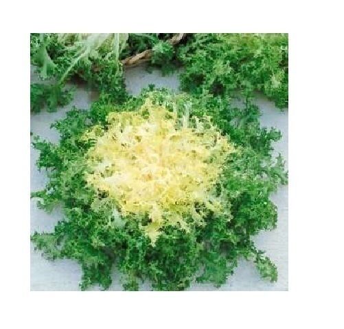 100 Seeds Green Curled Rufflec ENDIVE heirloom delicious tender vigorous leaves