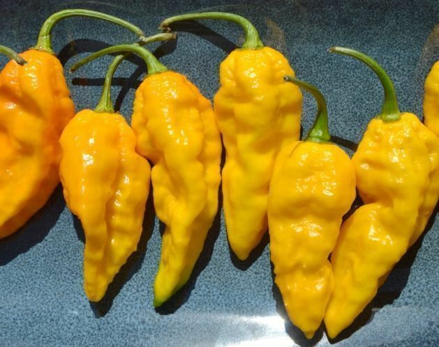 100 Yellow Ghost Pepper Bhut Jolokia seeds Chili Heirloom RARE EXTREMELY HOT!