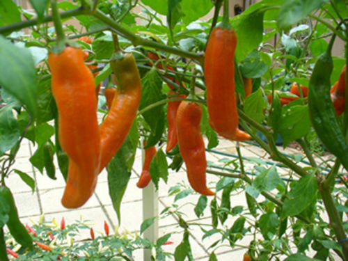 100 seeds Aji Amarillo hot chili pepper Big bright colored pods Peru Heirloom