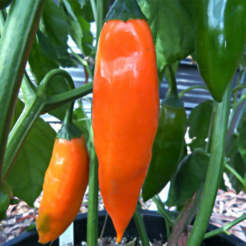 100 seeds Aji Amarillo hot chili pepper Big bright colored pods Peru Heirloom