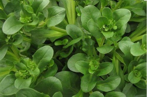 100 seeds Dutch Corn Salad Lambs lettuce Mache salad Fresh Sharp Flavor Heirloom