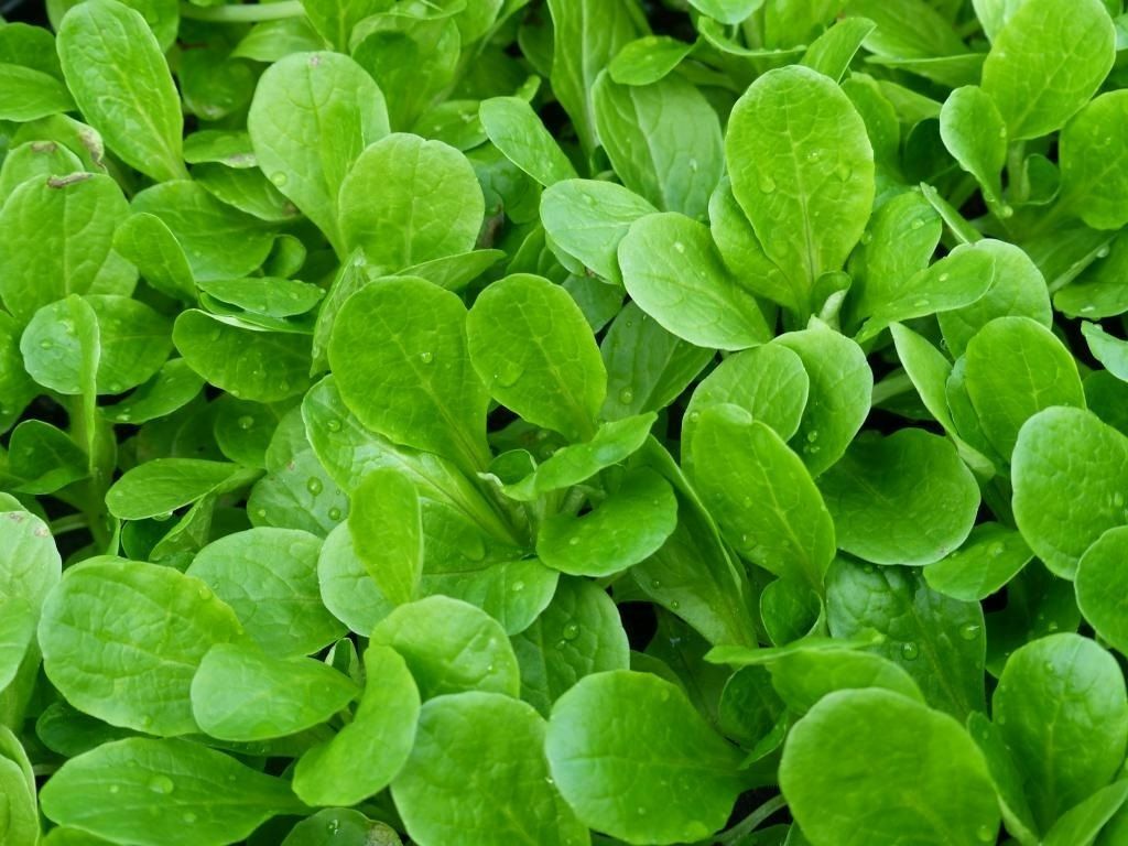 100 seeds Dutch Corn Salad Lambs lettuce Mache salad Fresh Sharp Flavor Heirloom