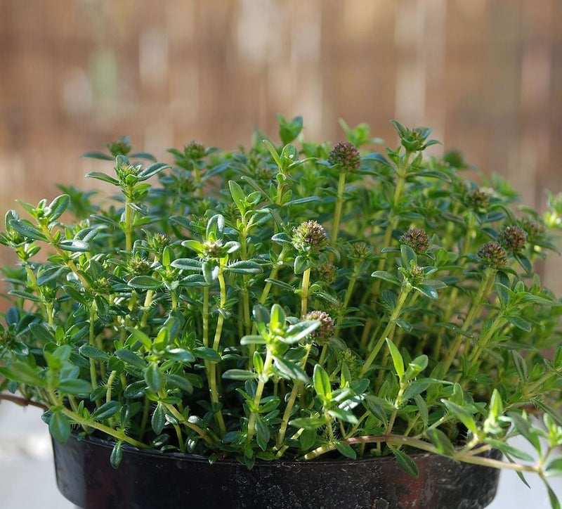 200 seeds Summer Savory Herb Annual perennial Heirloom Delicious Healthy Greens