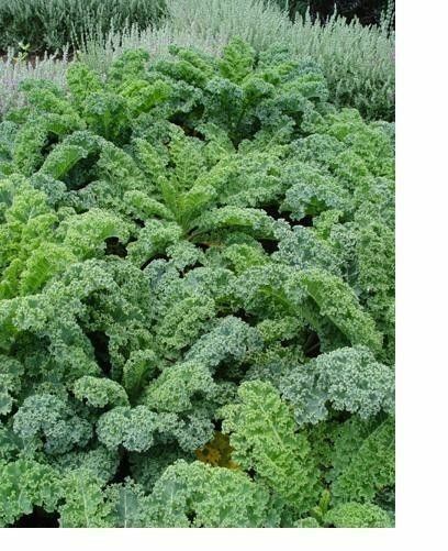 1000+ KALE VATES BLUE CURLED Seeds (Dwarf Blue Scotch) Healthy Greens Garden