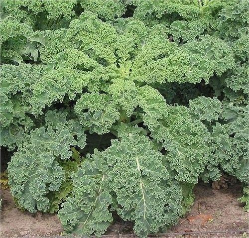 1000+ KALE VATES BLUE CURLED Seeds (Dwarf Blue Scotch) Healthy Greens Garden