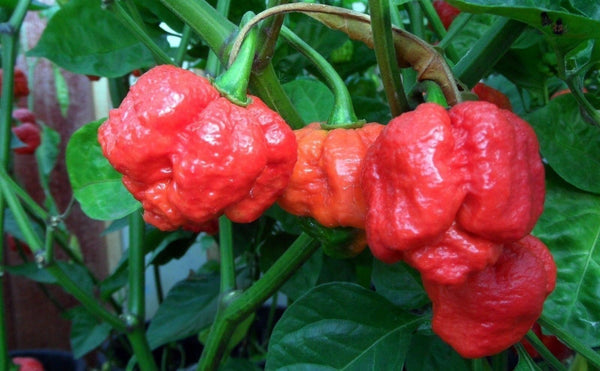 1000 Seeds Trinidad Moruga Scorpion RED Worlds Hottest! World Record! Wholesale 2023