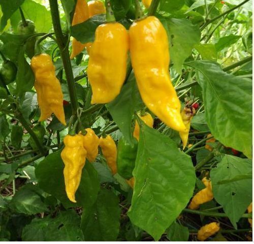 1000 Yellow Ghost Pepper Bhut Jolokia seeds Chili Heirloom RARE EXTREMELY HOT!