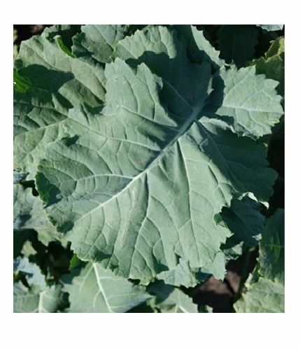1000 seeds PREMIER Kale Compact Vigorous Leaves 1' long! Cold hardy Heirloom