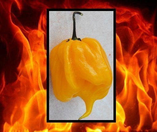 1000 seeds YELLOW CAROLINA REAPER Hottest Pepper on Earth Guinness World Record!