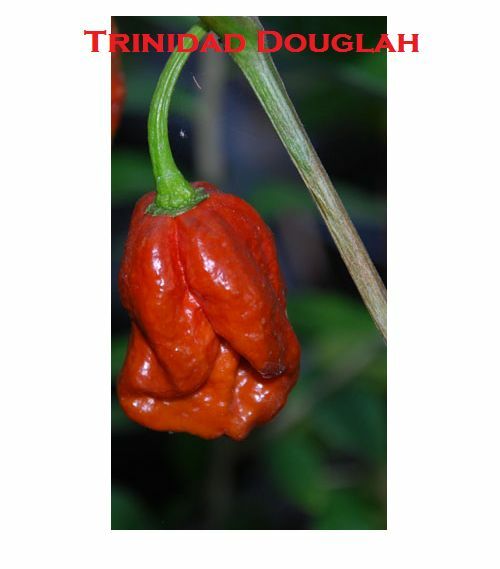 15 Seeds 7 pot/pod RED DOUGLAH Extremely Hot chili pepper Heirloom RARE