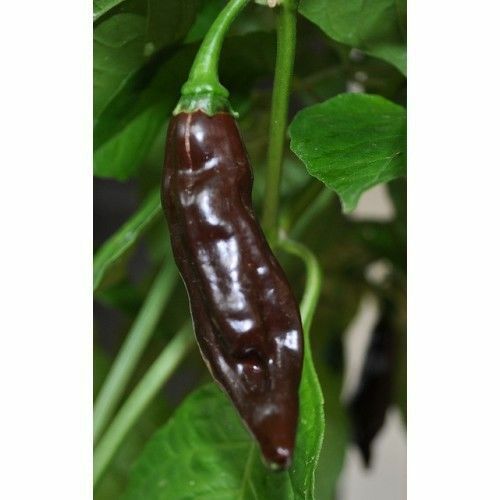 15 Seeds Chocolate Fatalii Pepper very Rare Heirloom fresh hot chili EXTREME