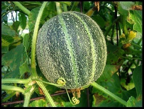 15 Seeds Edens Gem (Rocky Ford) ORGANIC Cantaloupe Melon Heirloom Fragrant Spicy