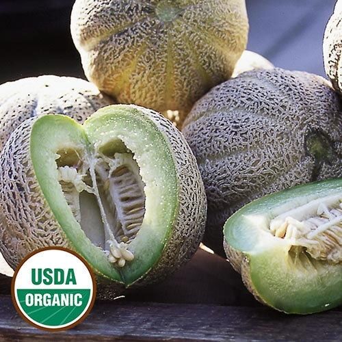 15 Seeds Edens Gem (Rocky Ford) ORGANIC Cantaloupe Melon Heirloom Fragrant Spicy
