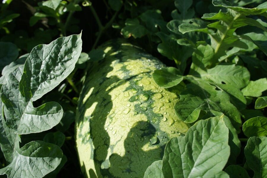 15 Seeds JUBILEE Watermelon Heirloom Red good shipper vegetable Big 30 pounds