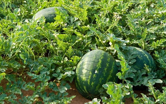15 Seeds JUBILEE Watermelon Heirloom Red good shipper vegetable Big 30 pounds
