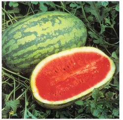 15 Seeds JUBILEE Watermelon Heirloom Red good shipper vegetable Big 30 pounds