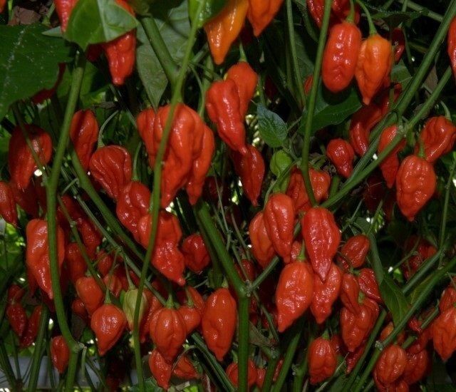 15 Seeds RED Fatalii Hot Chili Pepper Very Rare EXTREME Chile Heirloom