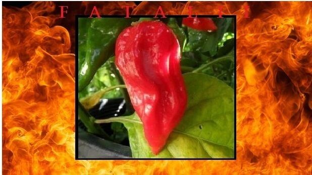 15 Seeds RED Fatalii Hot Chili Pepper Very Rare EXTREME Chile Heirloom