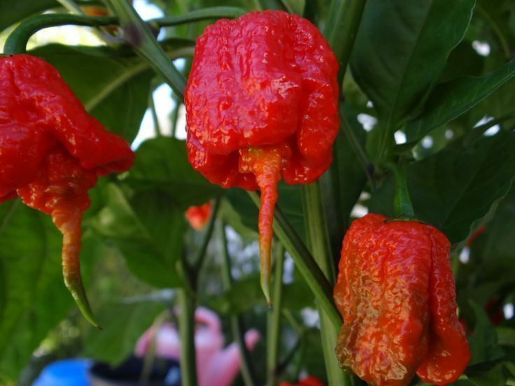 15 Seeds Trinidad 7 Pod (7 Pot) PRIMO Extremely Rare Hottest Pepper World Record