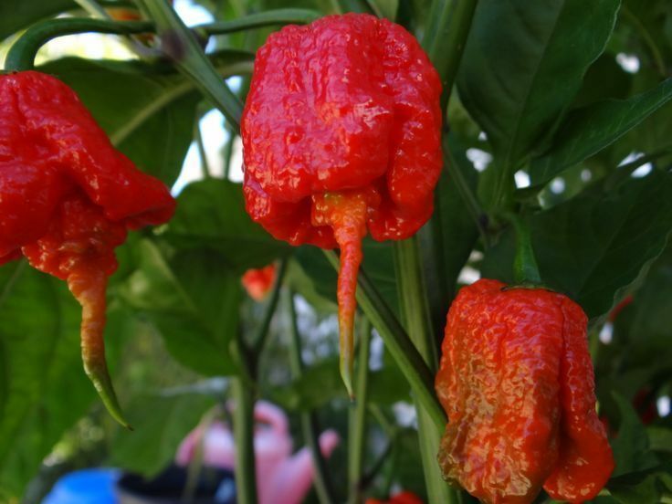 15 Seeds Trinidad 7 Pod (7 Pot) PRIMO Extremely Rare Hottest Pepper World Record
