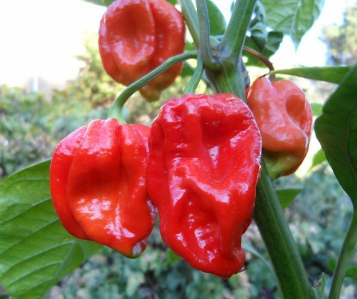 15 Seeds Trinidad 7 pot/pod RED original strain Extremely HOT RARE Heirloom