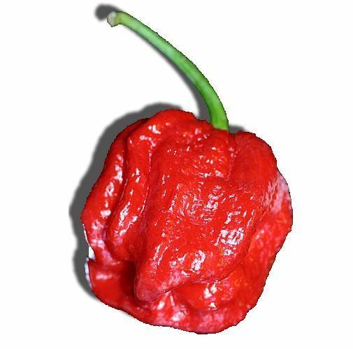 15 Seeds Trinidad 7 pot/pod RED original strain Extremely HOT RARE Heirloom