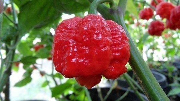 15 Seeds Trinidad Moruga Scorpion Worlds Hottest! World Record! Fresh 2025 !Hot!