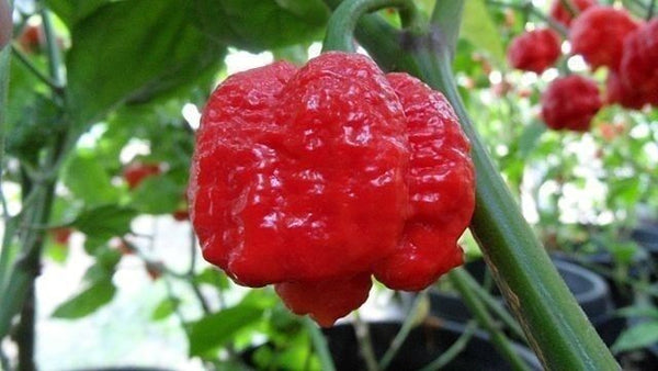 15 Seeds Trinidad Moruga Scorpion Worlds Hottest! World Record! Fresh 2023 !Hot!