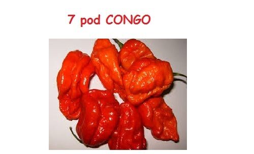 15 Seeds Trinidad SR 7 Pod CONGO Gigantic Red Extreme hot pepper RARE Big Large