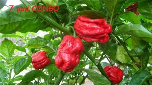 15 Seeds Trinidad SR 7 Pod CONGO Gigantic Red Extreme hot pepper RARE Big Large