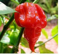 15 Seeds Trinidad Scorpion BUTCH T Red Worlds Hottest! WHOLESALE PRICE RARE Pepper