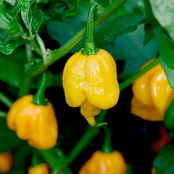 15 Seeds Trinidad Scorpion BUTCH T YELLOW Pepper Worlds Hottest! Extreme chili