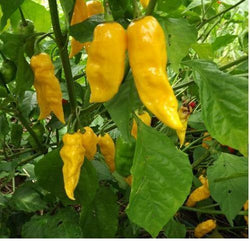 15 Yellow Ghost Pepper Bhut Jolokia seeds Chili Heirloom RARE EXTREMELY HOT!