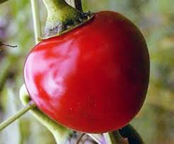 15 seeds CUMRA Cherry red hot pepper Heirloom Large abundant prolific very RARE