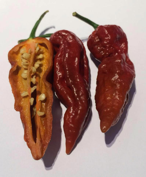 15 seeds Chocolate Brown Bhut Jolokia Ghost Pepper Guiness World Record Hot RARE