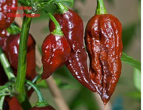 15 seeds Chocolate Brown Bhut Jolokia Ghost Pepper Guiness World Record Hot RARE