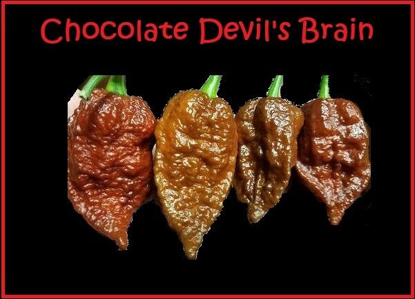 15 seeds Chocolate Devil's Brain super RARE! Extreme Hot Pepper Great for Powder