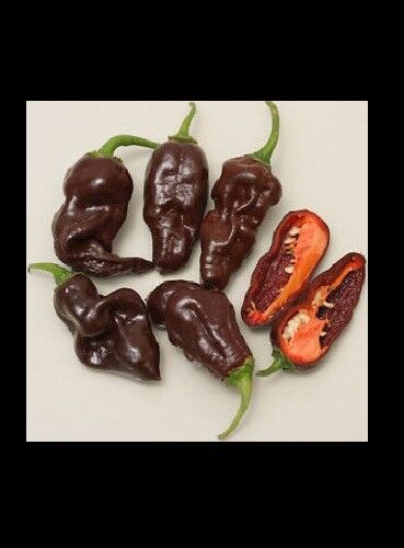 15 seeds Chocolate Devil's Tongue super RARE! Extreme Hot Pepper Great for Powder