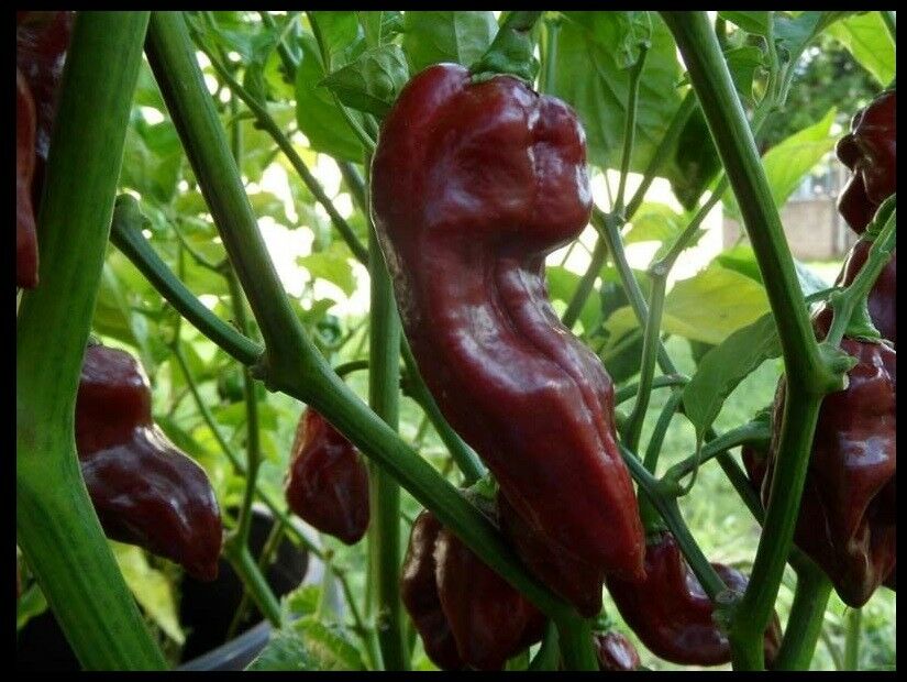 15 seeds Chocolate Devil's Tongue super RARE! Extreme Hot Pepper Great for Powder