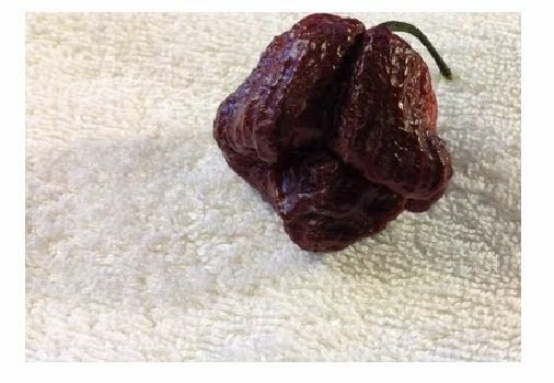 15 seeds Chocolate/Brown Trinidad Moruga Scorpion Hot pepper Extreme Rare Fresh