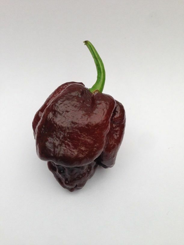 15 seeds Chocolate/Brown Trinidad Moruga Scorpion Hot pepper Extreme Rare Fresh