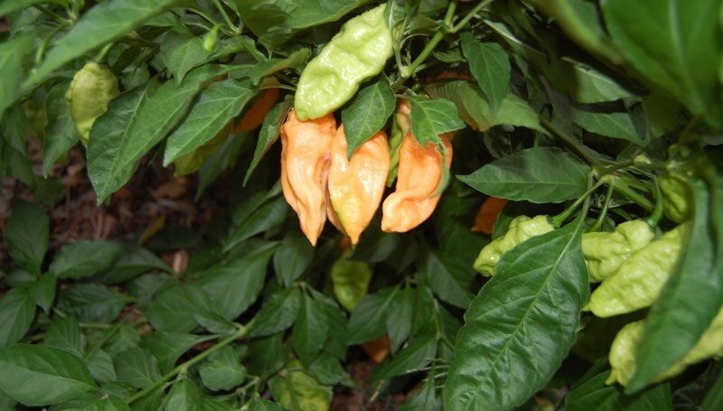 15 seeds Peach Bhut Jolokia Ghost Pepper Extremely HOT chili Rare plant Heirloom