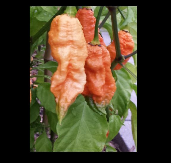 15 seeds Peach Bhut Jolokia Ghost Pepper Extremely HOT chili Rare plant Heirloom